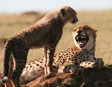 Masai Mara