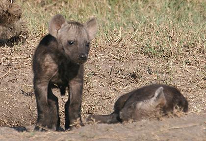 Masai Mara