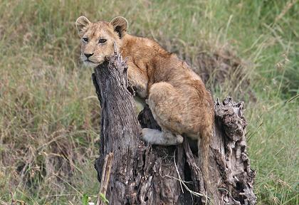 Masai Mara