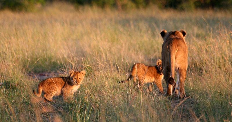 Masai Mara