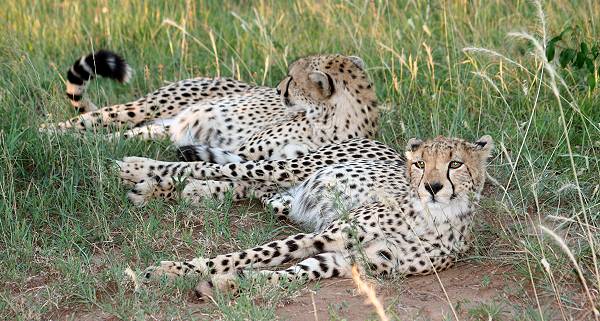 Geparden in der Mara