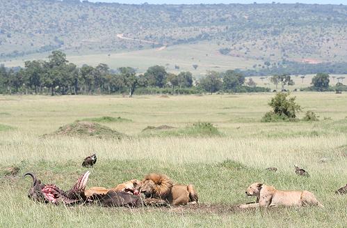 Löwen fressen Kaffernbüffel
