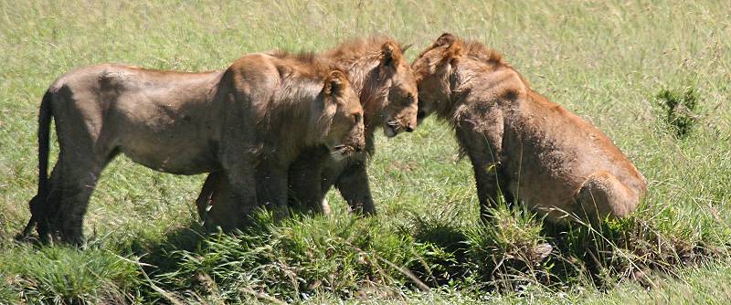 Löwen fressen Kaffernbüffel