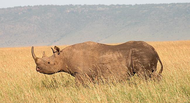 Black Rhino - Masai Mara