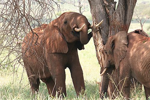 rote Elefanten im Tsavo