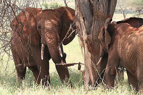 rote Elefanten im Tsavo