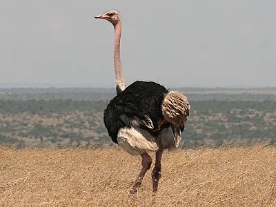 Ol Pejeta Conservancy