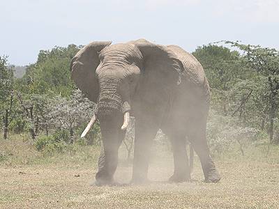 Ol Pejeta Conservancy