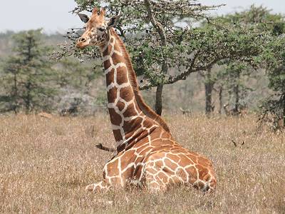 Ol Pejeta Conservancy