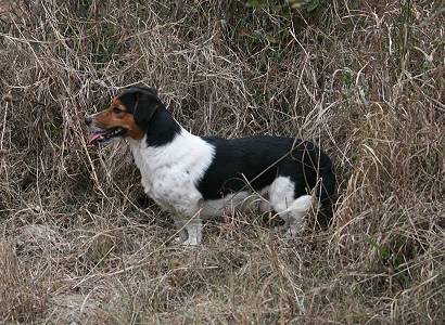 Jack Russel