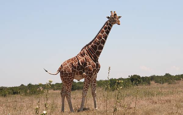 Netzgiraffe