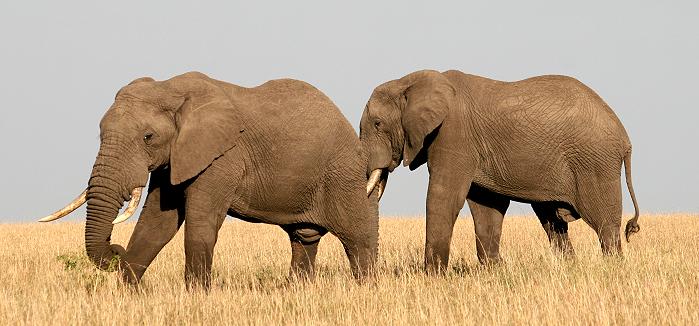 Elefantenbullen in der Masai Mara