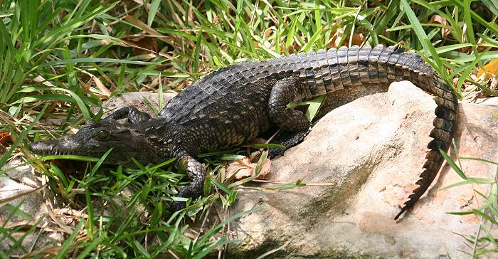 Nilkrokodil im Boko Boko, crocodilus niloticus