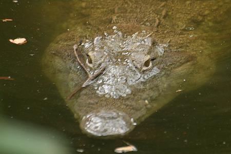 Nilkrokodil im Boko Boko, crocodilus niloticus