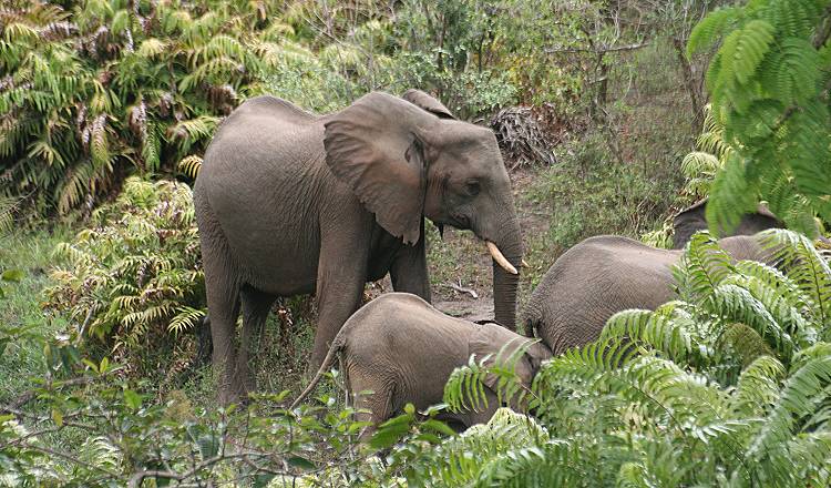 Shimba Hill National Park