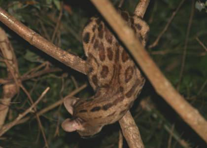 Shimba Hill National Park