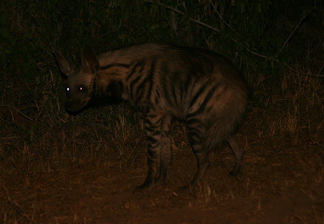 Streifenhyäne, Striped Hyena, Hyaena hyaena