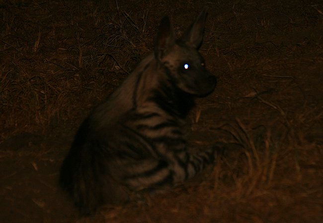 Streifenhyäne, Striped Hyena, Hyaena hyaena