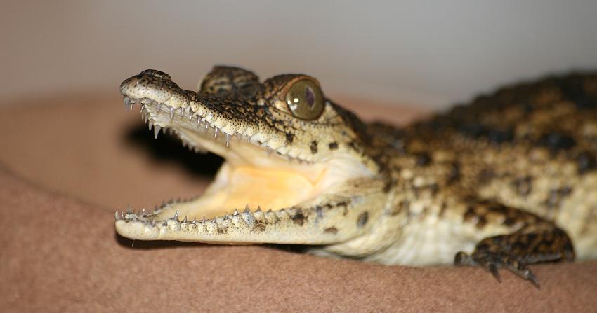 Nilkrokodil Baby, Baby Crocodil
