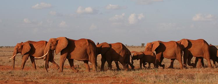 rote Elefanten im Tsavo Ost National Park