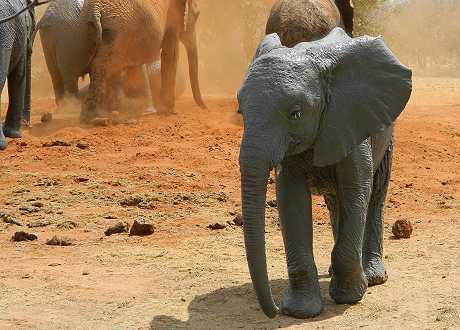 Waisenelefanten im Tsavo - Ithumba