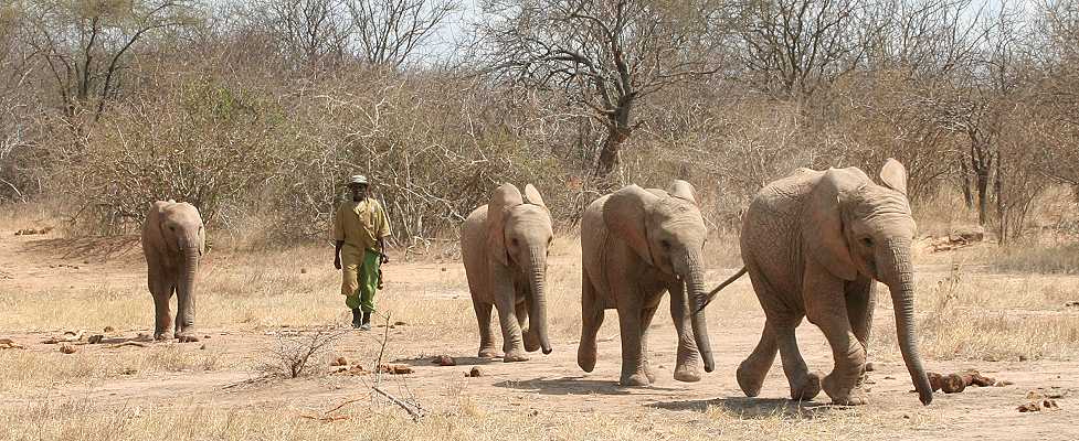 Waisenelefanten im Tsavo - Ithumba