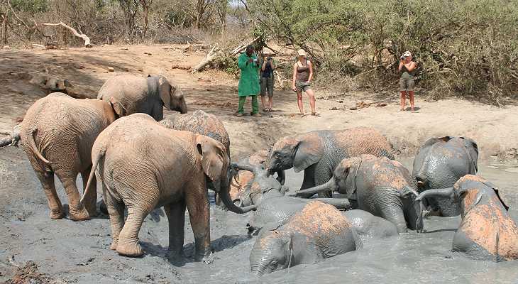 Waisenelefanten im Tsavo - Ithumba