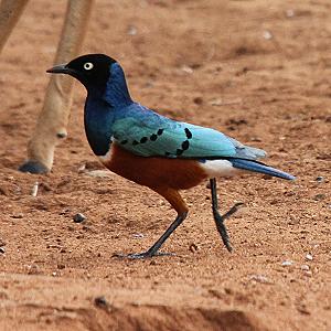 Ithumba Camp, Tsavo East