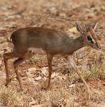 Ithumba Camp, Tsavo East