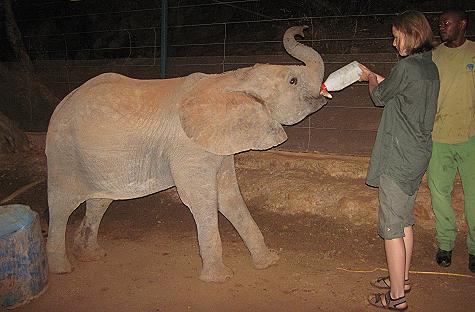 David Sheldrick Wildlife Trust - Ithumba Unit - Tsavo East