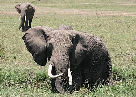 Masai Mara, Game Drive