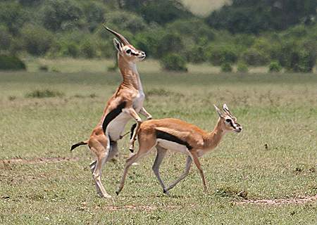 Masai Mara, Game Drive
