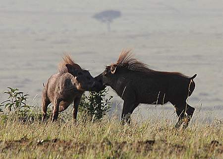 Masai Mara, Game Drive