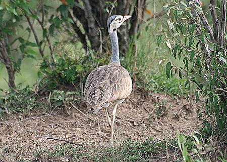 Masai Mara, Game Drive