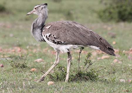 Masai Mara, Game Drive