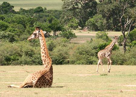 Masai Mara, Game Drive