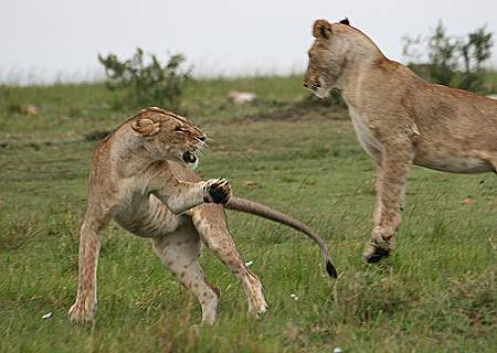 Masai Mara, Game Drive