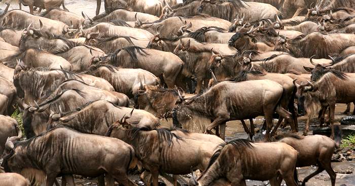 Masai Mara, Game Drive