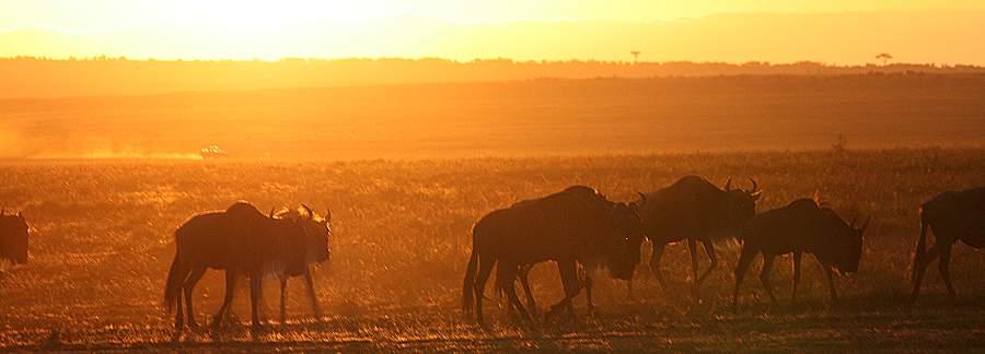 Masai Mara, Game Drive