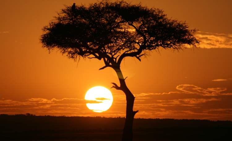 Masai Mara, Game Drive