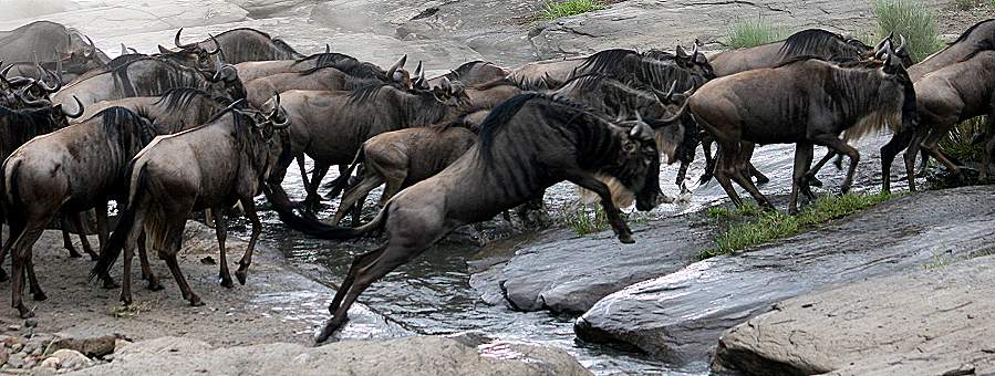 Masai Mara, Game Drive