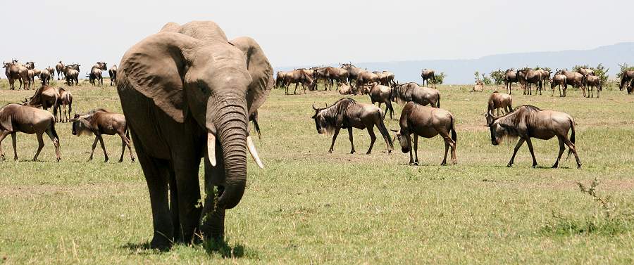 Masai Mara, Game Drive