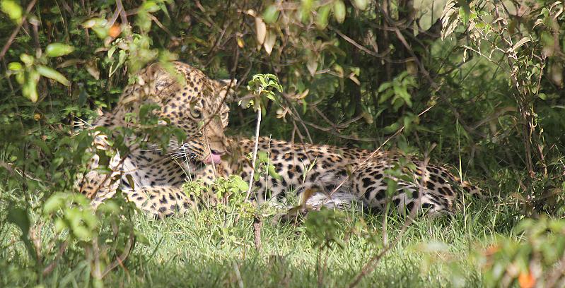 Leoparden Paarung