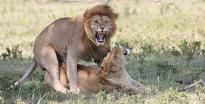 Löwen Paarung, Musiara Sümpfe - Masai Mara