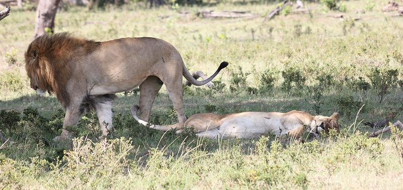 Löwen Paarung, Musiara Sümpfe - Masai Mara