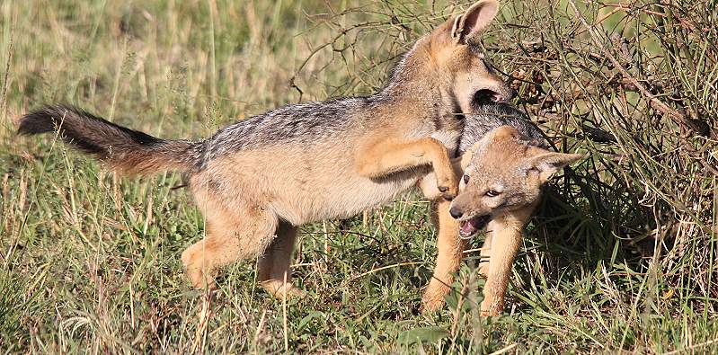 Schabrackenschakale, Canis mesomelas