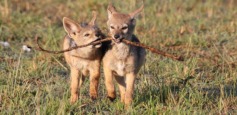 Schabrackenschakale, Canis mesomelas