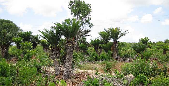Brotpalmfarne (Encephalartos hildebrandtii)