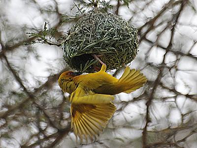 Goldweber (Ploceus subaureus aureoflavus) beim Nestbau