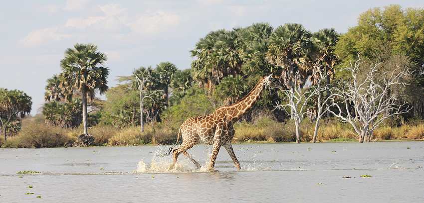 Masai Giraffen durchqueren Kanal am Lake Manze